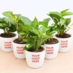Branded Desk Plant Set
