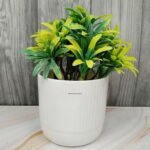 Decorative Office Plant